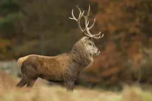 Red deer (Cervus elaphus) dominant stag at rut, Bradgate Park, Leicestershire, England Red deer (Cervus elaphus) dominant stag at rut, Bradgate Park, Leicestershire, England