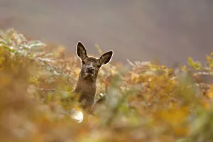 Red deer (Cervus elaphus) female amongst autumn foliage, Arran, Scotland, October 2013 Red deer (Cervus elaphus) female amongst autumn foliage, Arran, Scotland, October 2013
