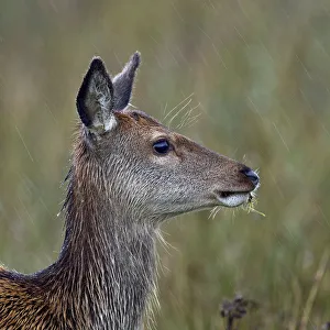 Red deer (Cervus elaphus) female doe portrait, Jura, Scotland, UK, September Red deer (Cervus elaphus) female doe portrait, Jura, Scotland, UK, September