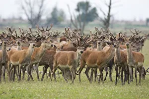 Red deer (Cervus elaphus) herd, Oostvaardersplassen, Netherlands, June 2009 Red deer (Cervus elaphus) herd, Oostvaardersplassen, Netherlands, June 2009