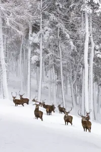 Red Deer (Cervus elaphus) herd in forest in snow , Cairngorms National Park, Scotland, UK Red Deer (Cervus elaphus) herd in forest in snow , Cairngorms National Park, Scotland, UK