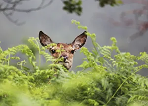 Red deer (Cervus elaphus) hind in bracken, Glen Etive, Scotland, UK. June Red deer (Cervus elaphus) hind in bracken, Glen Etive, Scotland, UK. June