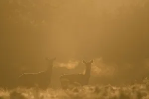 Red deer (Cervus elaphus) hind in early morning mist, Leicestershire, UK. October Red deer (Cervus elaphus) hind in early morning mist, Leicestershire, UK. October