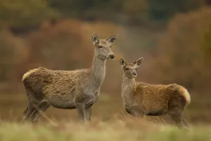 Red deer (Cervus elaphus) hind and young calf, Bradgate Park, Leicestershire, England Red deer (Cervus elaphus) hind and young calf, Bradgate Park, Leicestershire, England