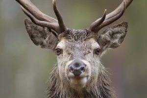 Red deer (Cervus elaphus) portrait in pine forest, Cairngorms NP, Highlands, Scotland Red deer (Cervus elaphus) portrait in pine forest, Cairngorms NP, Highlands, Scotland