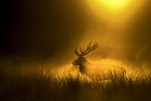 Red deer (Cervus elaphus) silhoutted at dusk, Richmond Park, London, England, UK Red deer (Cervus elaphus) silhoutted at dusk, Richmond Park, London, England, UK