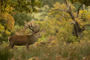 Red deer (Cervus elaphus) stag in autumn woodlands, Bradgate Park, Leicestershire Red deer (Cervus elaphus) stag in autumn woodlands, Bradgate Park, Leicestershire