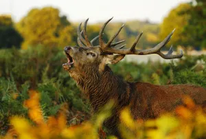Red deer (Cervus elaphus) stag bellowing. Surrey, UK, October Red deer (Cervus elaphus) stag bellowing. Surrey, UK, October