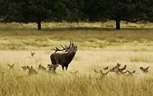 Red deer (Cervus elaphus) stag bellowing, surrounded by hinds, Surrey, UK, September Red deer (Cervus elaphus) stag bellowing, surrounded by hinds, Surrey, UK, September