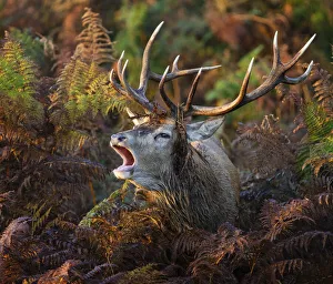 Red deer (Cervus elaphus) stag bellowing amongst bracken, Bushy Park, London, England, UK, October Red deer (Cervus elaphus) stag bellowing amongst bracken, Bushy Park, London, England, UK, October