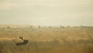 Red deer (Cervus elaphus) stag bellowing during rut, Derbyshire, UK Red deer (Cervus elaphus) stag bellowing during rut, Derbyshire, UK