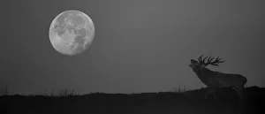 Red deer (Cervus elaphus) stag bellowing during rut, at night with full moon, Derbyshire Red deer (Cervus elaphus) stag bellowing during rut, at night with full moon, Derbyshire