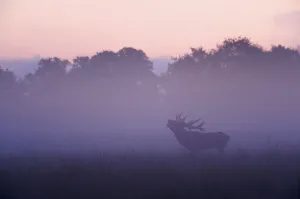Red deer (Cervus elaphus) stag calling during rut, light mist at sunrise Red deer (Cervus elaphus) stag calling during rut, light mist at sunrise