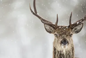 Red deer (Cervus elaphus) stag close up in the snow, Scotland, March Red deer (Cervus elaphus) stag close up in the snow, Scotland, March
