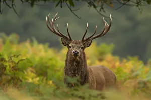 Red deer (Cervus elaphus) stag amongst ferns, Bradgate Park, Leicestershire, UK. October Red deer (Cervus elaphus) stag amongst ferns, Bradgate Park, Leicestershire, UK. October