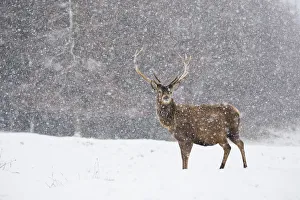 Red deer (Cervus elaphus) stag in heavy snow, Scotland, UK, February Red deer (Cervus elaphus) stag in heavy snow, Scotland, UK, February
