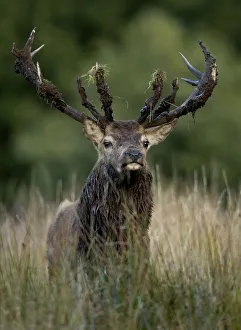 Red Deer (Cervus elaphus) stag after a mud bath, Bradgate Park, Leicestershire, UK, October Red Deer (Cervus elaphus) stag after a mud bath, Bradgate Park, Leicestershire, UK, October