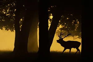 Red deer (Cervus elaphus) stag roaring, silhouetted under trees at sunrise. Bushy Park Red deer (Cervus elaphus) stag roaring, silhouetted under trees at sunrise. Bushy Park