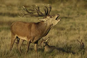 Red deer (Cervus elaphus) stag roaring during rut, with resting females, England, UK Red deer (Cervus elaphus) stag roaring during rut, with resting females, England, UK