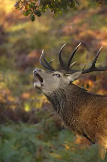 Red deer (Cervus elaphus) stag roaring during the rut, Leicestershire, UK, October Red deer (Cervus elaphus) stag roaring during the rut, Leicestershire, UK, October
