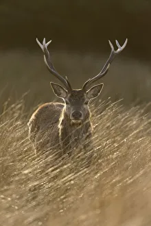Red deer, (Cervus elaphus), stag in rough grassland, Jura, Scotland, UK., April Red deer, (Cervus elaphus), stag in rough grassland, Jura, Scotland, UK., April