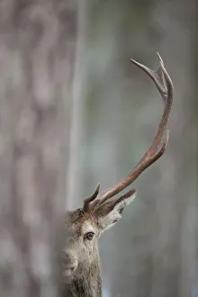 Red Deer (Cervus elaphus) stag seen from behind a tree. Cairngorms National Park Red Deer (Cervus elaphus) stag seen from behind a tree. Cairngorms National Park
