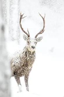 Red Deer (Cervus elaphus) Stag in the snow. Scotland, March Red Deer (Cervus elaphus) Stag in the snow. Scotland, March