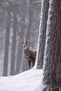Red deer (Cervus elaphus) stag in snowy pine forest. Cairngorms National Park, Highlands Red deer (Cervus elaphus) stag in snowy pine forest. Cairngorms National Park, Highlands
