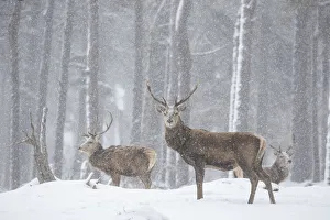 Red deer (Cervus elaphus) stags in snowy Pine forest. Scotland, UK. March Red deer (Cervus elaphus) stags in snowy Pine forest. Scotland, UK. March