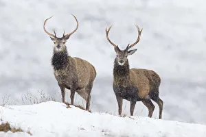 Red deer (Cervus elaphus) stags on snowy ridge, Scotland, UK, February Red deer (Cervus elaphus) stags on snowy ridge, Scotland, UK, February