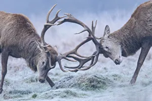 Red deer (Cervus elaphus) stags sparring in the frost. Richmond Park, London, England, UK Red deer (Cervus elaphus) stags sparring in the frost. Richmond Park, London, England, UK
