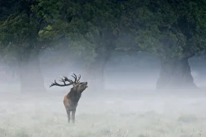 Red deer stag {Cervus elaphus} calling in the mist, Dyrehaven, Denmark Red deer stag {Cervus elaphus} calling in the mist, Dyrehaven, Denmark