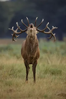 Red deer stag (Cervus elaphus) calling during rut. Richmond Park, England, UK, Europe Red deer stag (Cervus elaphus) calling during rut. Richmond Park, England, UK, Europe