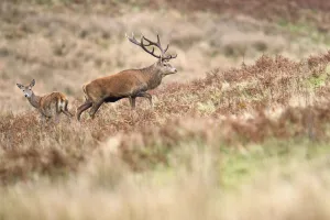 Red deer stag (Cervus elaphus) with female during rut, Exmoor National Park, Somerset / Devon, England. November Red deer stag (Cervus elaphus) with female during rut, Exmoor National Park, Somerset / Devon, England. November