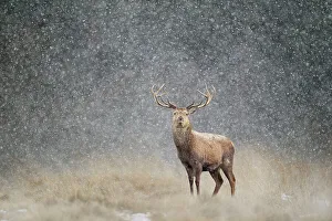 Red deer stag (Cervus elaphus) in heavy snow, Cheshire, UK, March Red deer stag (Cervus elaphus) in heavy snow, Cheshire, UK, March