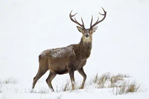 Red deer stag (Cervus elaphus) on open moorland in snow, Cairngorms NP, Scotland, UK Red deer stag (Cervus elaphus) on open moorland in snow, Cairngorms NP, Scotland, UK