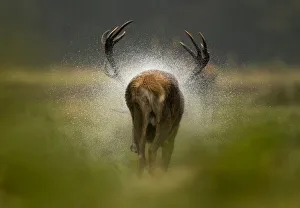 Red deer stag (Cervus elaphus) rear view, shaking water off itself after the rain Red deer stag (Cervus elaphus) rear view, shaking water off itself after the rain