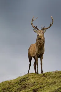 Red deer stag (Cervus elaphus) during rut on lookout, Exmoor National Park, Somerset / Devon, England. October Red deer stag (Cervus elaphus) during rut on lookout, Exmoor National Park, Somerset / Devon, England. October