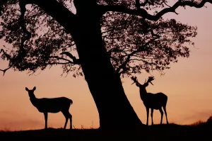 Red Deer stag and hind (Cervus elaphus) silhouetted at sunset, Holkham Park, Norfolk, UK Red Deer stag and hind (Cervus elaphus) silhouetted at sunset, Holkham Park, Norfolk, UK