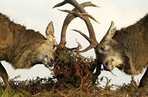 Red Deer Stags (Cervus elaphus) fighting amongst the bracken Red Deer Stags (Cervus elaphus) fighting amongst the bracken