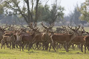 Red deer stags (Cervus elaphus) group, Oostvaardersplassen, Netherlands, June 2009 Red deer stags (Cervus elaphus) group, Oostvaardersplassen, Netherlands, June 2009