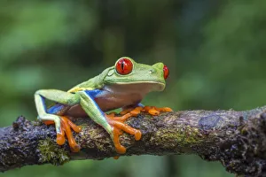 Red eyed tree frog (Agalychnis callidryas) La Selva Field Station, Costa Rica Red eyed tree frog (Agalychnis callidryas) La Selva Field Station, Costa Rica