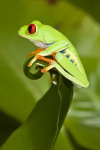 Red-eyed Treefrog (Agalychnis callidryas) on leaf, captive, from South America Red-eyed Treefrog (Agalychnis callidryas) on leaf, captive, from South America