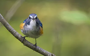 Red-flanked bluetail (Tarsiger cyanurus) male front view, Jyvaskyla, Central Finland, May Red-flanked bluetail (Tarsiger cyanurus) male front view, Jyvaskyla, Central Finland, May