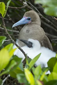 2019 april highlights/red footed booby sula sula adult chick nest 2019 april highlights/red footed booby sula sula adult chick nest