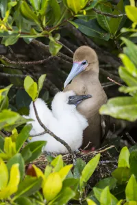 Red-footed booby (Sula sula), adult and chick at nest. Genovesa Island, Galapagos Red-footed booby (Sula sula), adult and chick at nest. Genovesa Island, Galapagos
