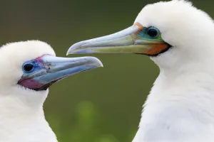 Red Footed Booby (Sula sula) couple, Clarion Island, Revillagigedo Archipelago Biosphere Red Footed Booby (Sula sula) couple, Clarion Island, Revillagigedo Archipelago Biosphere