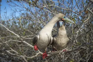 Red-footed booby (Sula sula), pair perched in tree. Genovesa Island, Galapagos Red-footed booby (Sula sula), pair perched in tree. Genovesa Island, Galapagos