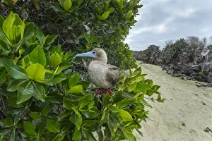Red-footed booby (Sula sula) perched in tree. Genovesa Island, Galapagos Red-footed booby (Sula sula) perched in tree. Genovesa Island, Galapagos