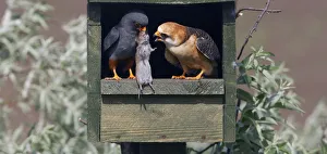 Red-footed Falcon (Falco vespertinus) male brings vole prey to female in nestbox Red-footed Falcon (Falco vespertinus) male brings vole prey to female in nestbox
